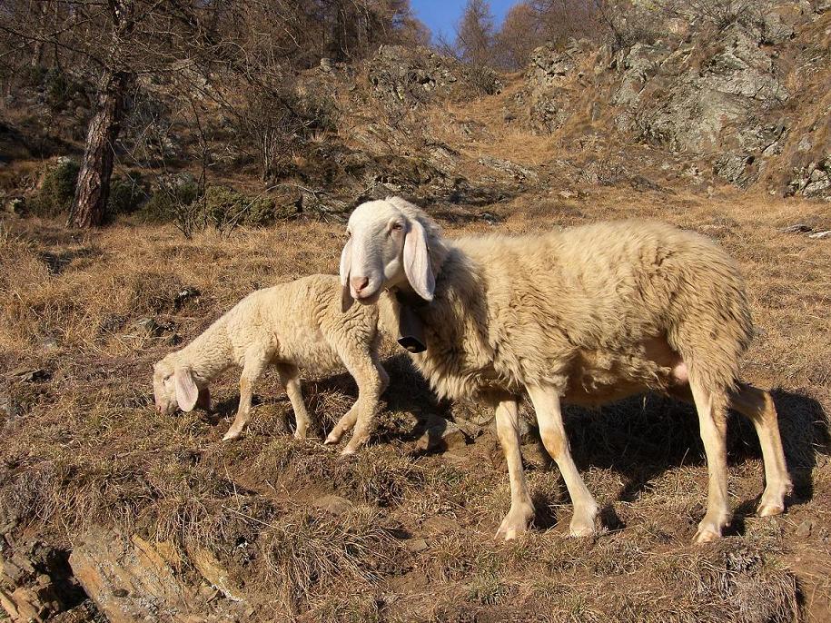 Tra un cervo e uno stambecco: pecore, capre e caproni.